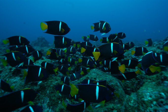 Tours In Galápagos Agency