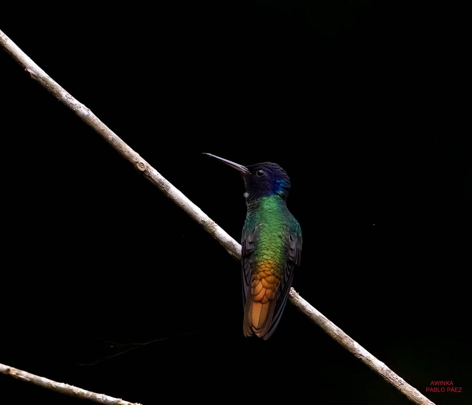 Tamandúa Ecolodge & Reserve en Puyo Pastaza Ecuador