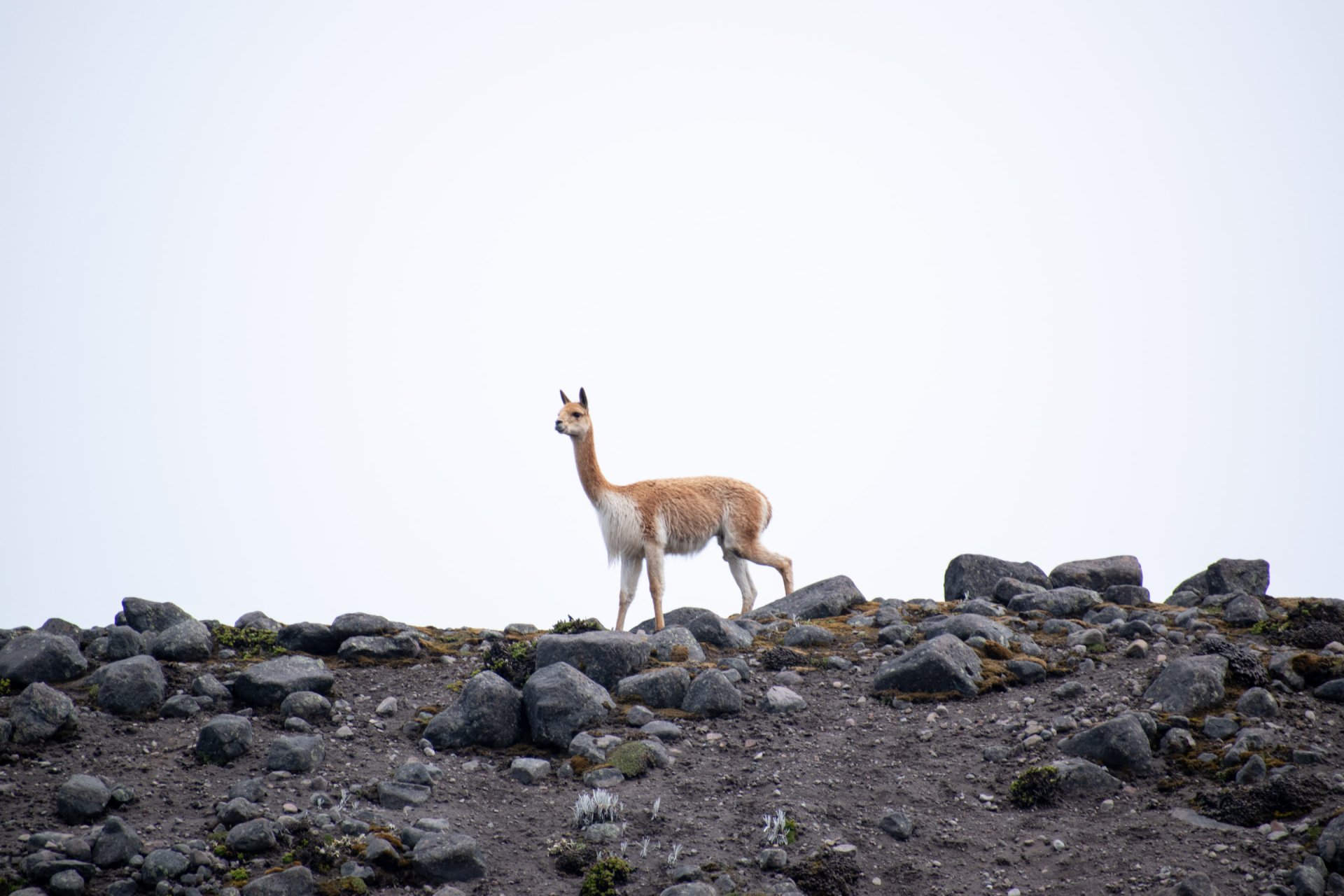 Chimborazo, Tour de un día completo