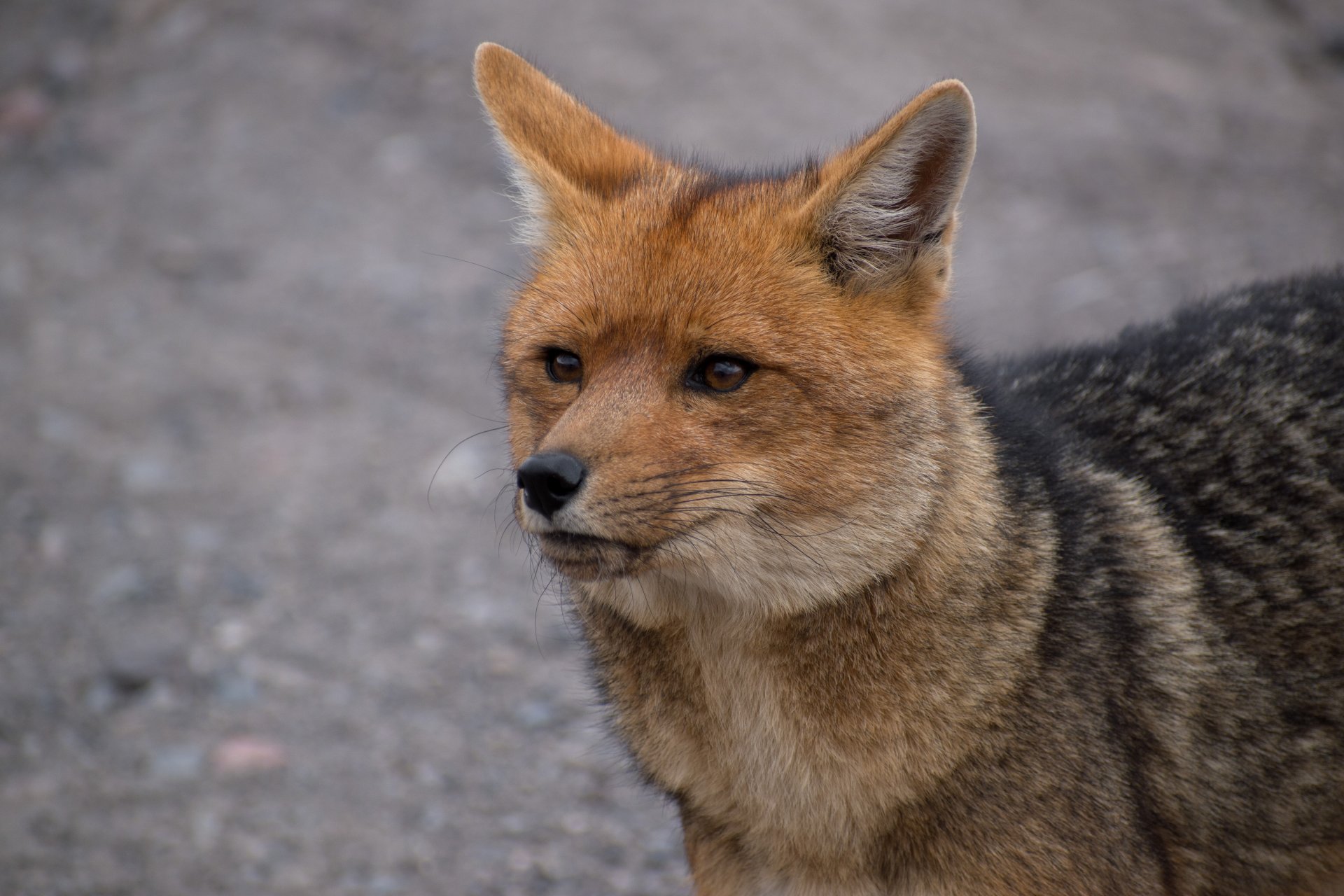 Cotopaxi, Tour de un día completo