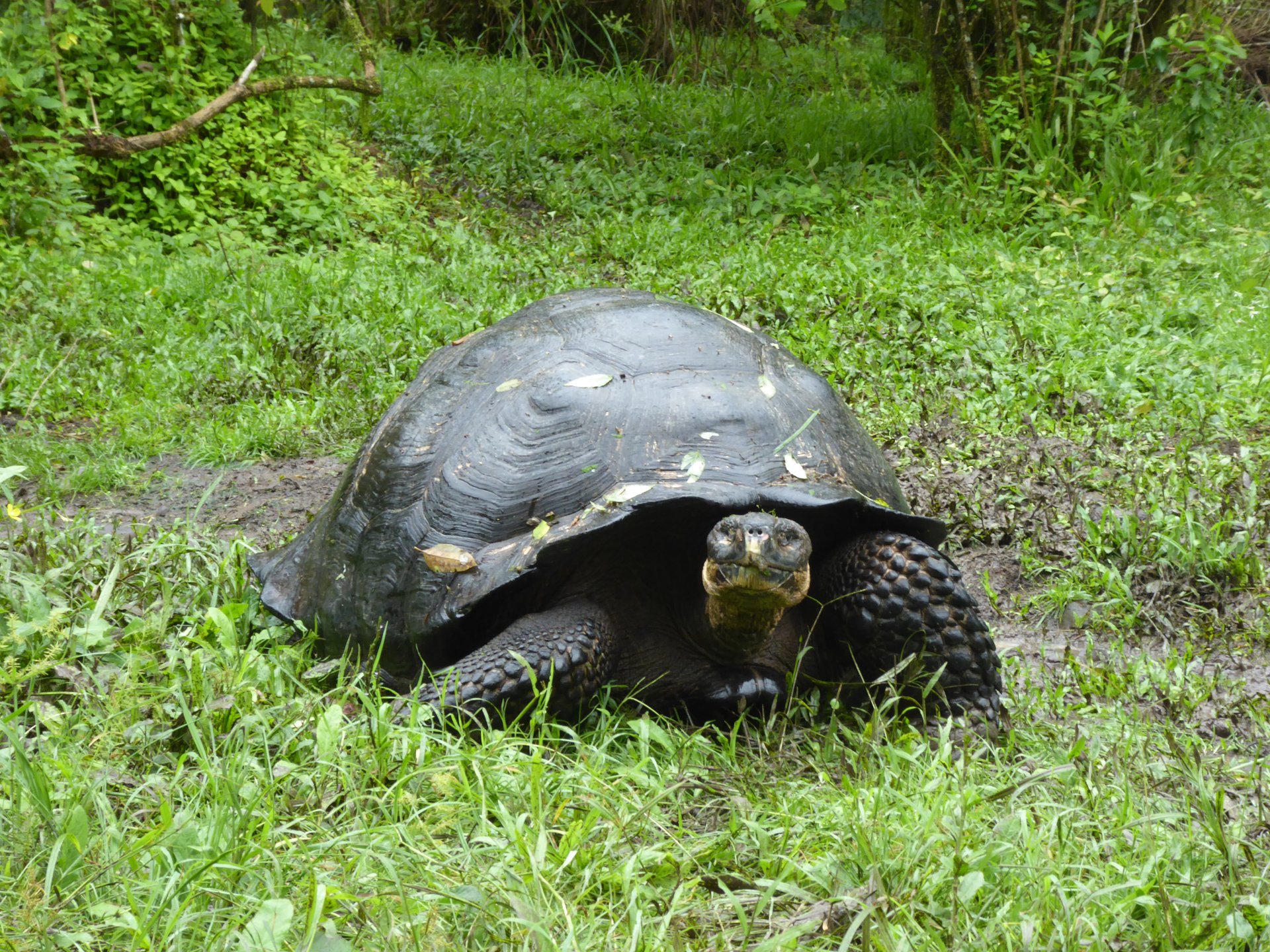 Galápagos, Tour de 5 días